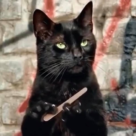 Meet your Posher, Cari - Picture 1 of 1